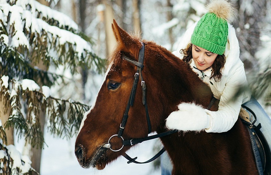 Horse Warm In Winter